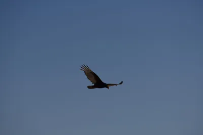 DSC_6859 (Large).JPG